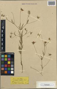 Lomelosia hispidula (Boiss.) Greuter & Burdet, Зарубежная Азия (ASIA) (Турция)