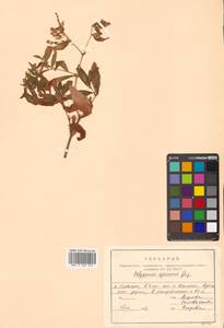 Кенигия аянская (Regel & Tiling) J.H.Xue, Chepinoga & K.P.Ma, Сибирь, Дальний Восток (S6) (Россия)