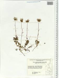 Geum selinifolium (Fisch. ex F. Schmidt) Hultén, Сибирь, Дальний Восток (S6) (Россия)