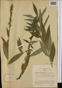 Digitalis lutea subsp. australis (Ten.) Arcang., Западная Европа (EUR) (Италия)