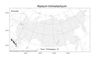 Alyssum trichostachyum, Бурачок пушистый Rupr., Атлас флоры России (FLORUS) (Россия)
