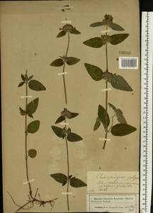 Пахучка обыкновенная L., Восточная Европа, Западный район (E3) (Россия)