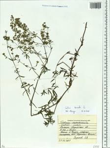 Подмаренник северный L., Восточная Европа, Белоруссия (E3a) (Белоруссия)