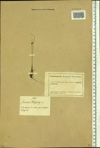 Oreojuncus trifidus (L.) Záv. Drábk. & Kirschner, Сибирь, Алтай и Саяны (S2) (Россия)