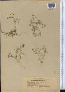 Psammogeton capillifolium (Regel & Schmalh.) Mousavi, Mozaff. & Zarre, Средняя Азия и Казахстан, Памир и Памиро-Алай (M2) (Узбекистан)