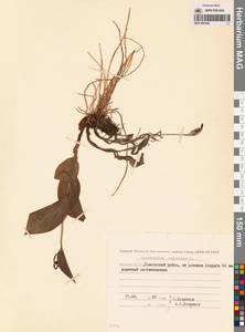 Венерин башмачок настоящий L., Сибирь, Якутия (S5) (Россия)