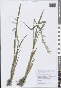 Овес посевной L., Сибирь, Прибайкалье и Забайкалье (S4) (Россия)