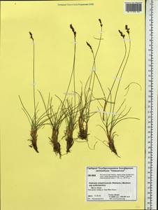 Carex simpliciuscula Wahlenb., Сибирь, Центральная Сибирь (S3) (Россия)