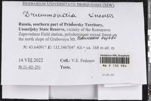 Drummondia sinensis Müll. Hal., Гербарий мохообразных, Мхи - Дальний Восток (без Чукотки и Камчатки) (B20) (Россия)