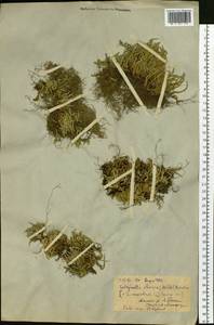 Плаунок наскальный (L.) Spring, Сибирь, Якутия (S5) (Россия)