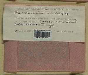 Hamatocaulis vernicosus (Mitt.) Hedenäs, Гербарий мохообразных, Мхи - Центральное Нечерноземье (B6) (Россия)