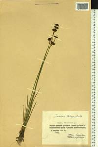 Juncus castaneus subsp. triceps (Rostk.) V. Novik., Сибирь, Якутия (S5) (Россия)