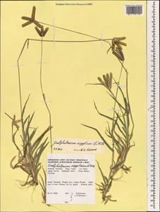 Дактилоктениум египетский (L.) Willd., Зарубежная Азия (ASIA) (Таиланд)