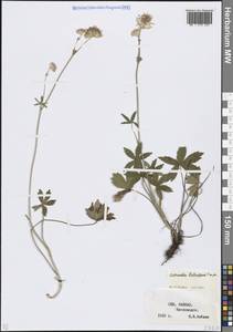 Астранция трехнадрезная Hoffm., Кавказ, Ставропольский край, Карачаево-Черкесия, Кабардино-Балкария (K1b) (Россия)