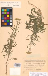 Achillea micrantha × leptophylla, Восточная Европа, Нижневолжский район (E9) (Россия)