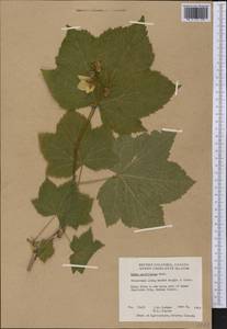Rubus nutkanus Moc. ex Ser., Америка (AMER) (Канада)