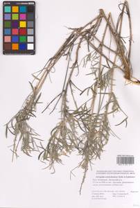 Astragalus astrachanicus Sytin & Laktionov, Восточная Европа, Нижневолжский район (E9) (Россия)