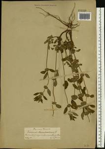 Щетинохвост шандровый (L.) Ehrh. ex Rchb., Восточная Европа, Центральный лесостепной район (E6) (Россия)