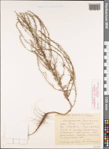 Sedobassia sedoides (Pall.) Freitag & G. Kadereit, Восточная Европа, Средневолжский район (E8) (Россия)