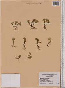 Sedum atratum L., Западная Европа (EUR) (Черногория)