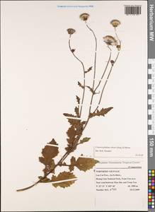 Crassocephalum rubens (Juss. ex Jacq.) S. Moore, Зарубежная Азия (ASIA) (Вьетнам)