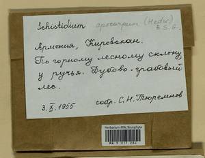 Schistidium apocarpum (Hedw.) Bruch & Schimp., Гербарий мохообразных, Мхи - Закавказье (B13) (Армения)