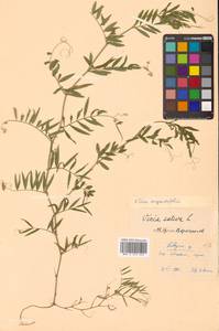 Горошек черный Ehrh., Сибирь, Дальний Восток (S6) (Россия)