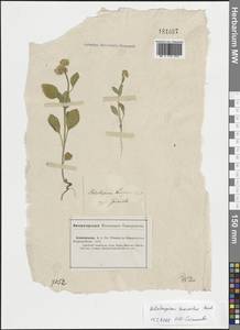 Гелиотроп душистый M.Bieb., Средняя Азия и Казахстан, Прикаспийский Устюрт и Северное Приаралье (M8) (Казахстан)