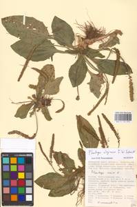 Подорожник топяной F. W. Schmidt, Восточная Европа, Нижневолжский район (E9) (Россия)