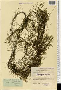 Рдест Берхтольда Fieber, Кавказ, Азербайджан (K6) (Азербайджан)