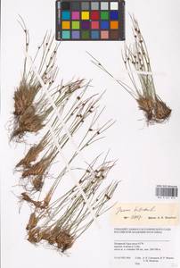 Oreojuncus trifidus (L.) Záv. Drábk. & Kirschner, Сибирь, Западная Сибирь (S1) (Россия)