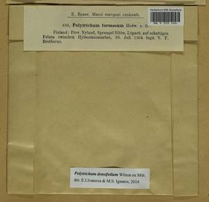 Polytrichum densifolium Wilson ex Mitt., Гербарий мохообразных, Мхи - Западная Европа (BEu) (Финляндия)
