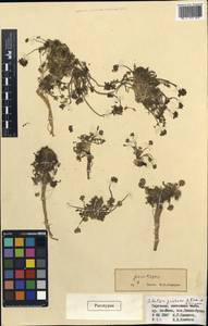 Шульция простертая Pimenov & Kljuykov, Средняя Азия и Казахстан, Памир и Памиро-Алай (M2) (Киргизия)