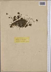Cymbalaria microcalyx (Boiss.) Wettst., Западная Европа (EUR) (Греция)