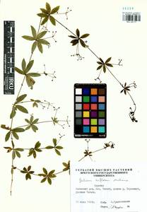Подмаренник трехцветковый Michx., Сибирь, Прибайкалье и Забайкалье (S4) (Россия)