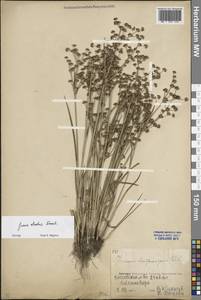 Ситник черный Krock., Восточная Европа, Восточный район (E10) (Россия)