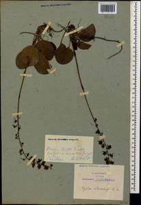 Грушанка круглолистная L., Кавказ, Азербайджан (K6) (Азербайджан)