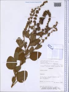 Melochia villosa (Mill.) Fawc. & Rendle, Америка (AMER) (Парагвай)