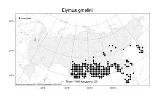 Elymus gmelinii, Пырейник Гмелина (Trin.) Tzvelev, Атлас флоры России (FLORUS) (Россия)