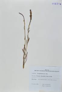 Вероника льнянколистная Pall. ex Link, Сибирь, Дальний Восток (S6) (Россия)