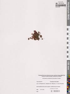 Проломник Бунге Schischk. & Bobrov, Сибирь, Чукотка и Камчатка (S7) (Россия)