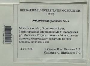 Lewinskya speciosa (Nees) F. Lara, Garilleti & Goffinet, Гербарий мохообразных, Мхи - Москва и Московская область (B6a) (Россия)