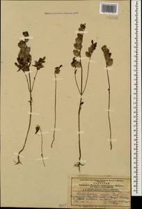 Rhinanthus serotinus var. vernalis (N.W.Zinger) Janch., Кавказ, Азербайджан (K6) (Азербайджан)