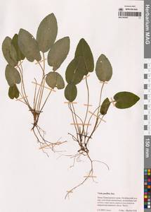 Фиалка тихоокеанская Juz., Сибирь, Дальний Восток (S6) (Россия)