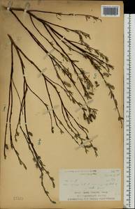 Ива розмаринолистная L., Восточная Европа, Центральный лесостепной район (E6) (Россия)