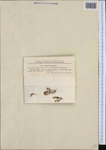 Lysimachia minima (L.) U. Manns & Anderb., Западная Европа (EUR) (Румыния)