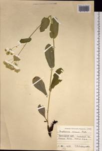 Володушка золотистая Fisch., Сибирь, Алтай и Саяны (S2) (Россия)