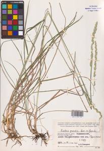 Koeleria pyramidata subsp. pyramidata, Восточная Европа, Центральный район (E4) (Россия)