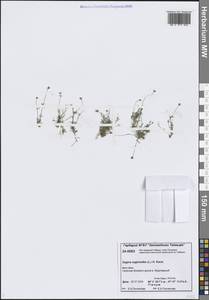 Мшанка моховидная (L.) Karst., Сибирь, Центральная Сибирь (S3) (Россия)