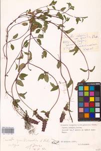 Prunella vulgaris subsp. vulgaris, Кавказ, Грузия (K4) (Грузия)